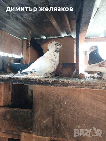Гълъби демкежи, снимка 18 - Гълъби - 49071204