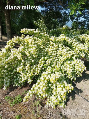 Физокарпус жълт, Physocarpus opulifolius ‘Dart’s Gold’, снимка 2 - Градински цветя и растения - 39879732