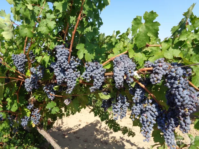 Продавам грозде сорт "МЕРЛО", снимка 2 - Домашни продукти - 56106773
