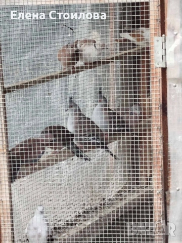 Гугутки и гълъби , снимка 3 - Гълъби - 53829038