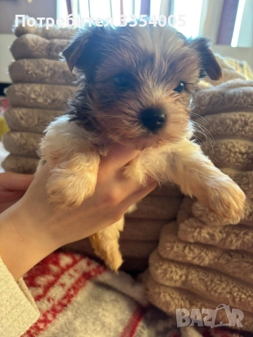 Бивър йорки кученца на Супер цена 