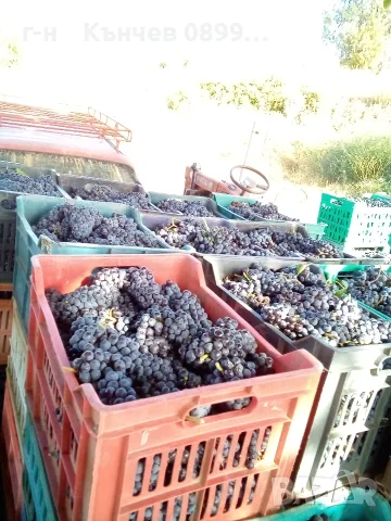 продавам грозде мерло и Каберне , снимка 7 - Домашни продукти - 56088041
