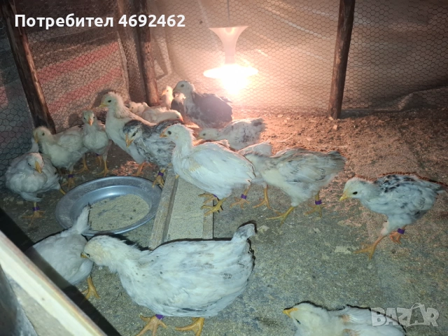 Селски петлета, снимка 3 - Кокошки и пуйки - 53393571