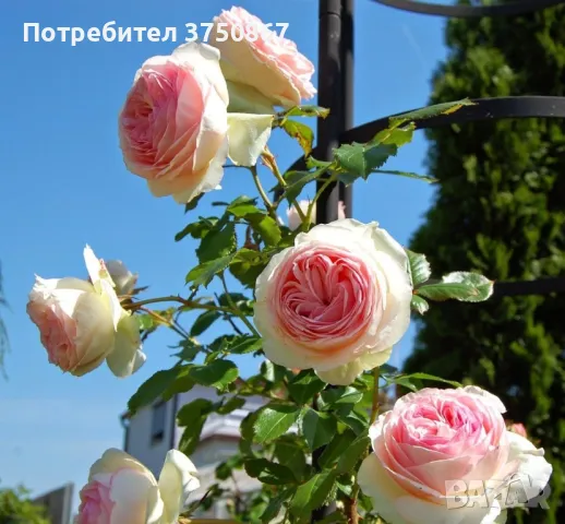 🌹 РОЗА 🌹 EDEN ROSE® Meiviolin/ GPT. EDEN ROSE Pierre De Ronsard ® 🌹