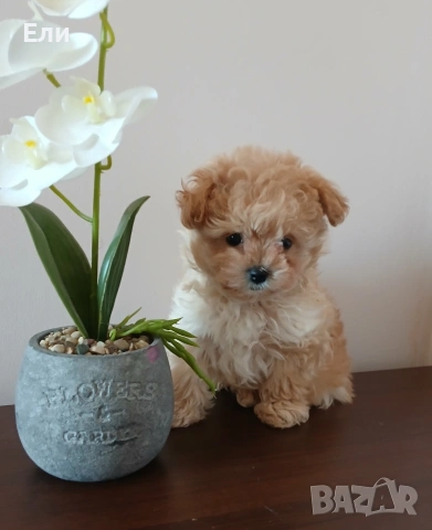 Той пудел /Малтипу- момче, снимка 1 - Пудели - 53683639