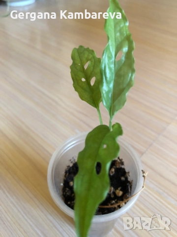 Monstera Obliqua Peru 