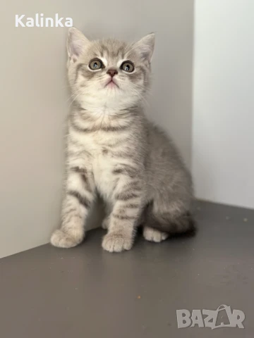 Британско късокосместо таби, снимка 5 - Британска късокосместа - 50895217