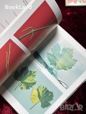 Атлас на болестите и неприятелите по лозата, снимка 11 - Други - 53863258