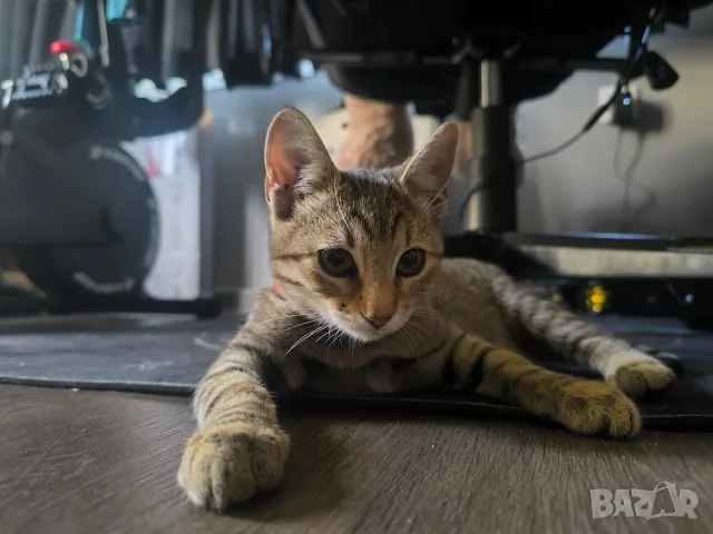 Подарявам малко котенце, снимка 2 - Други - 56211156