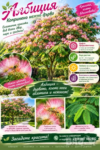 Албиция фиданки, снимка 2 - Градински цветя и растения - 51598316