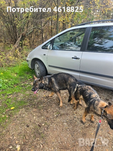 Сиви немски овчарки , снимка 10 - Немска овчарка - 53635810