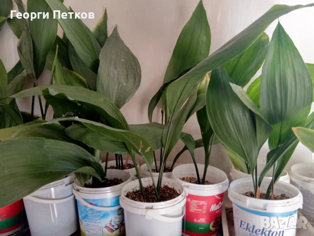 Семейно щастие (Аспидистра) с обща височина 40-50см., снимка 2 - Стайни растения - 51234508