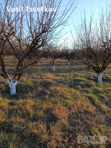 продава овощна градина, снимка 2 - Земеделска земя - 53483914