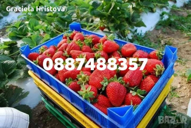 Продавам разсад ягоди , снимка 4 - Градински цветя и растения - 53679981