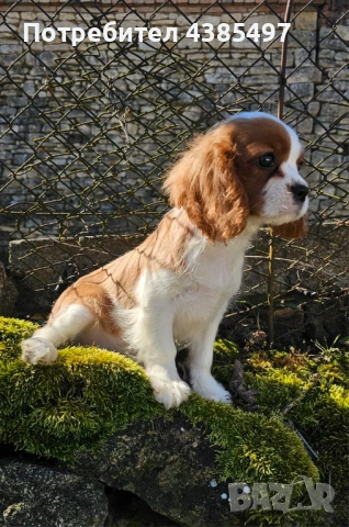 Кавалер Кинг Чарлз Шпаньол мъжко , снимка 4 - Кавалер кинг чарлз шпаньол - 53288486