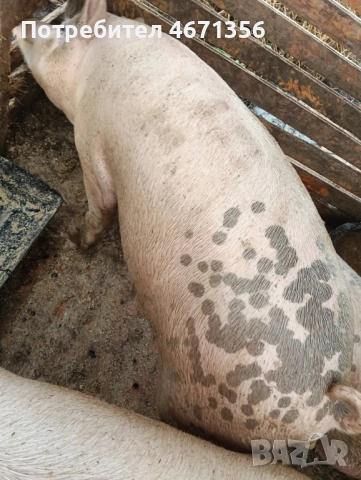 Продавам угоени прасета , снимка 4 - Прасета - 52758457