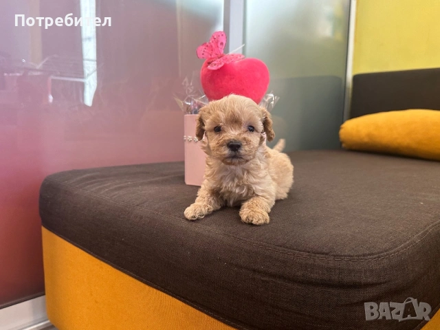 Той пуделче 