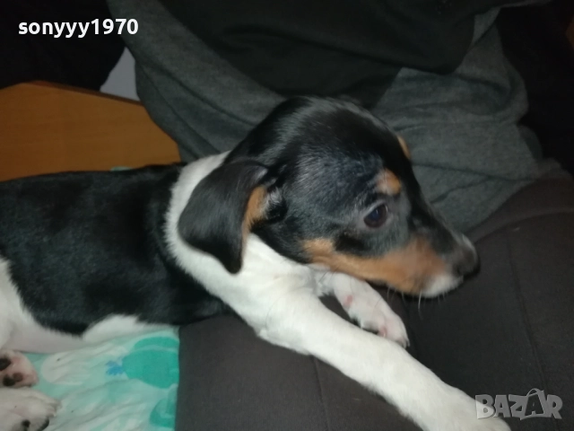 ДЖАК РЪСЕЛ-МОМИЧЕ С РОДОСЛОВИЕ ПАСПОРТ 0411252144, снимка 2 - Джак ръсел териер - 52297701