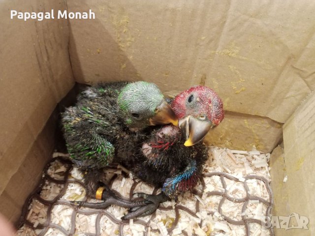 Еклектуси Благороден папагал, снимка 5 - Папагали - 41415366