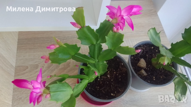 Шлумбергера ( Коледниче), снимка 7 - Стайни растения - 52262702