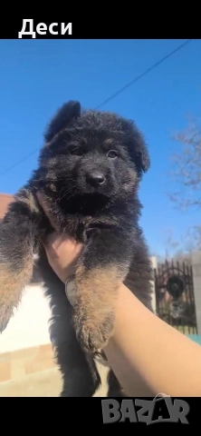 малки немски овчарки, снимка 2 - Немска овчарка - 52818708