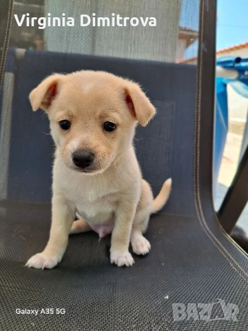 пинчерче, снимка 1