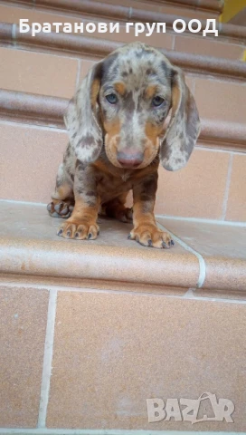 Дакел Шоко мерле