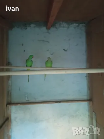 Малък Александър , снимка 4 - Папагали - 47391859