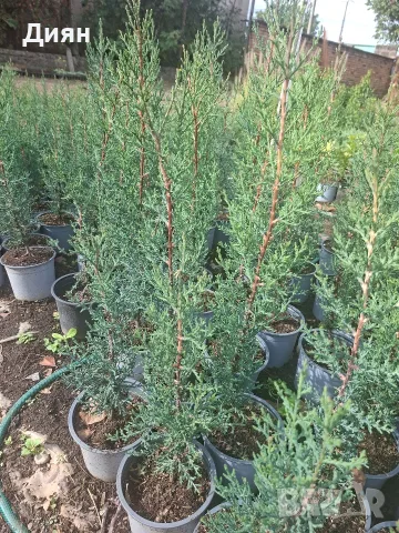 Аризонски кипарис ( Cupressus arizonica)