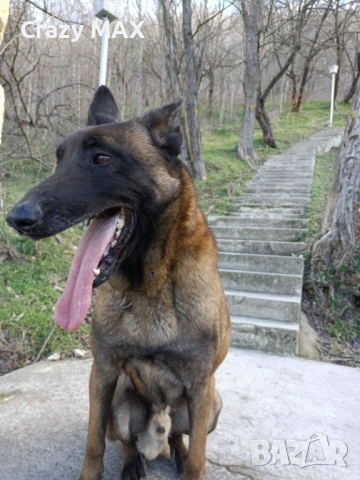 Белгийска овчарка Обучена , снимка 2 - Белгийска овчарка - 53162633