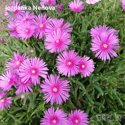 Делосперма 