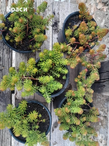 Седум анжелина