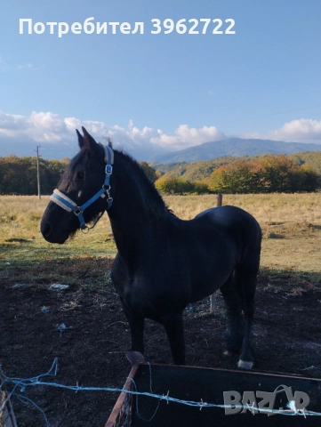 Продавам кобили, снимка 6 - Коне - 51892871