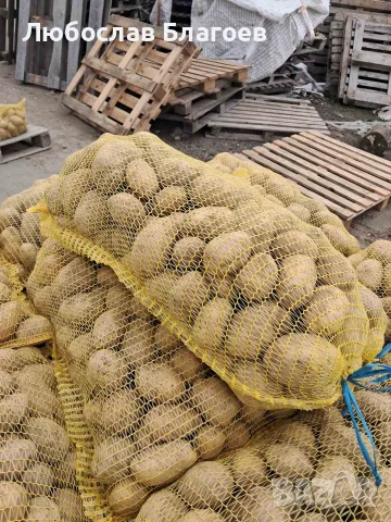Картофи за консумация сорт Сорая, снимка 2 - Домашни продукти - 55875873
