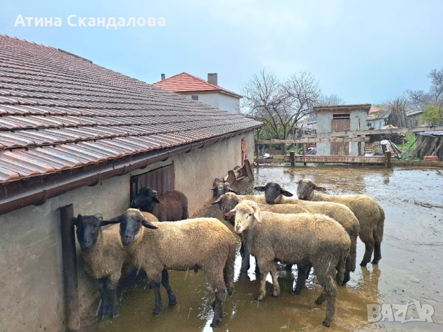 Селскостопански животни 