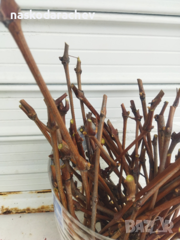 Резници за вкореняване от лоза сорт черна Липа, не се пръска и е много ароматен , снимка 3 - Разсади - 44686520