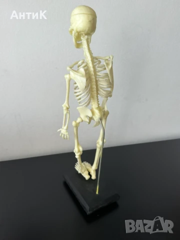 Соц Учебен Модел на Човешки Скелет, снимка 9 - Антикварни и старинни предмети - 51136257