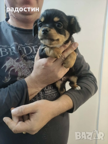 Пинчер, снимка 2 - Пинчер - 52708887