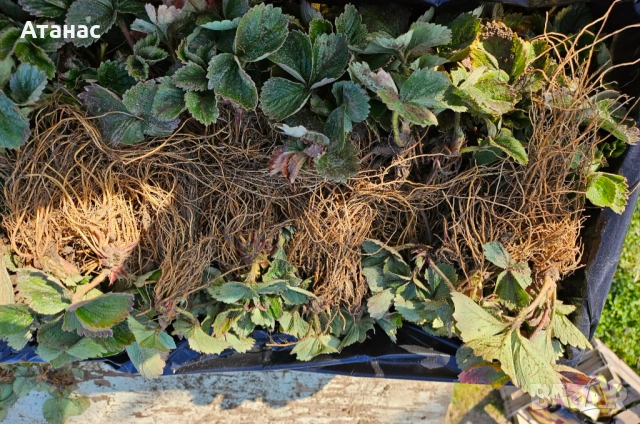 Разсад ягоди сорт Априка, снимка 2 - Разсади - 53670229