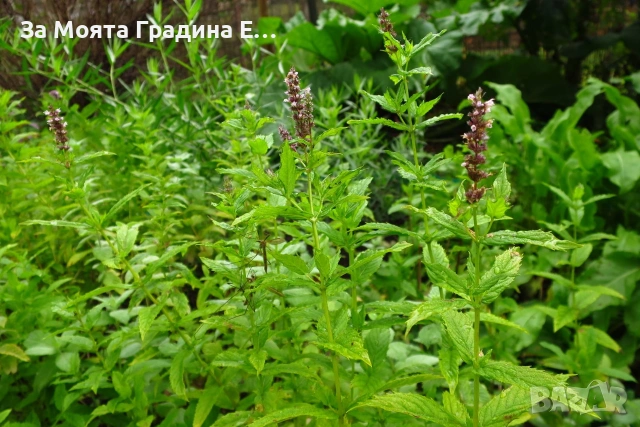 Подбрани Билки и Подправки за вас! , снимка 8 - Градински цветя и растения - 53744109