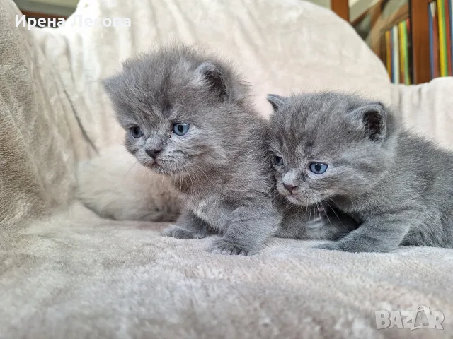 Британски дългокосмести котета , снимка 9 - Други - 55789308