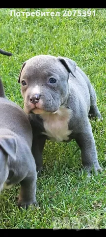 Американско були покет  American bully 