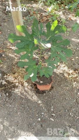 Продавам расад смукиня. , снимка 3 - Разсади - 51530195