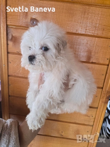 мини малтийска болонка