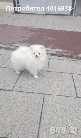 Померан Момче с Родословие FCI, снимка 3 - Померан - 53233176