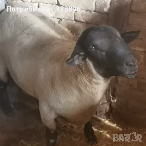Продавам мъжки Суфолк 
