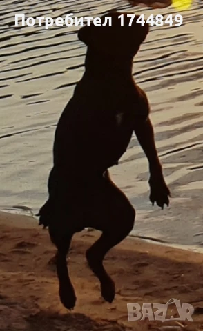 Мъжко куче-пазач, снимка 7 - Други - 50644418