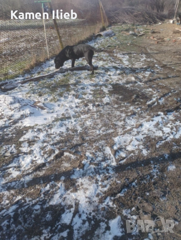 ПРОДАВА СЕ , снимка 2 - Кане корсо - 53165402