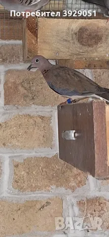 продавам сенегалска женска, снимка 3 - Папагали - 49794709