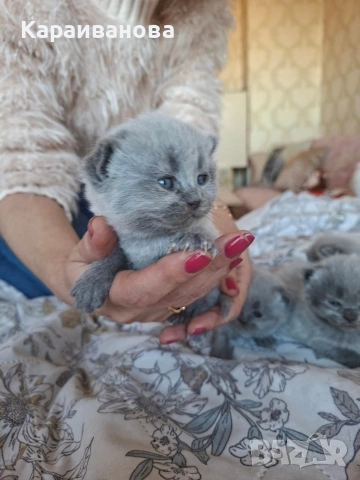 Британски сини колорпойнти , снимка 4 - Британска късокосместа - 53753333